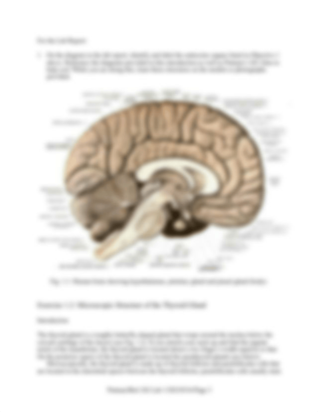 242 Lab 01b Endocrine System HO  20210316a.pdf_d1mbquu39ao_page3