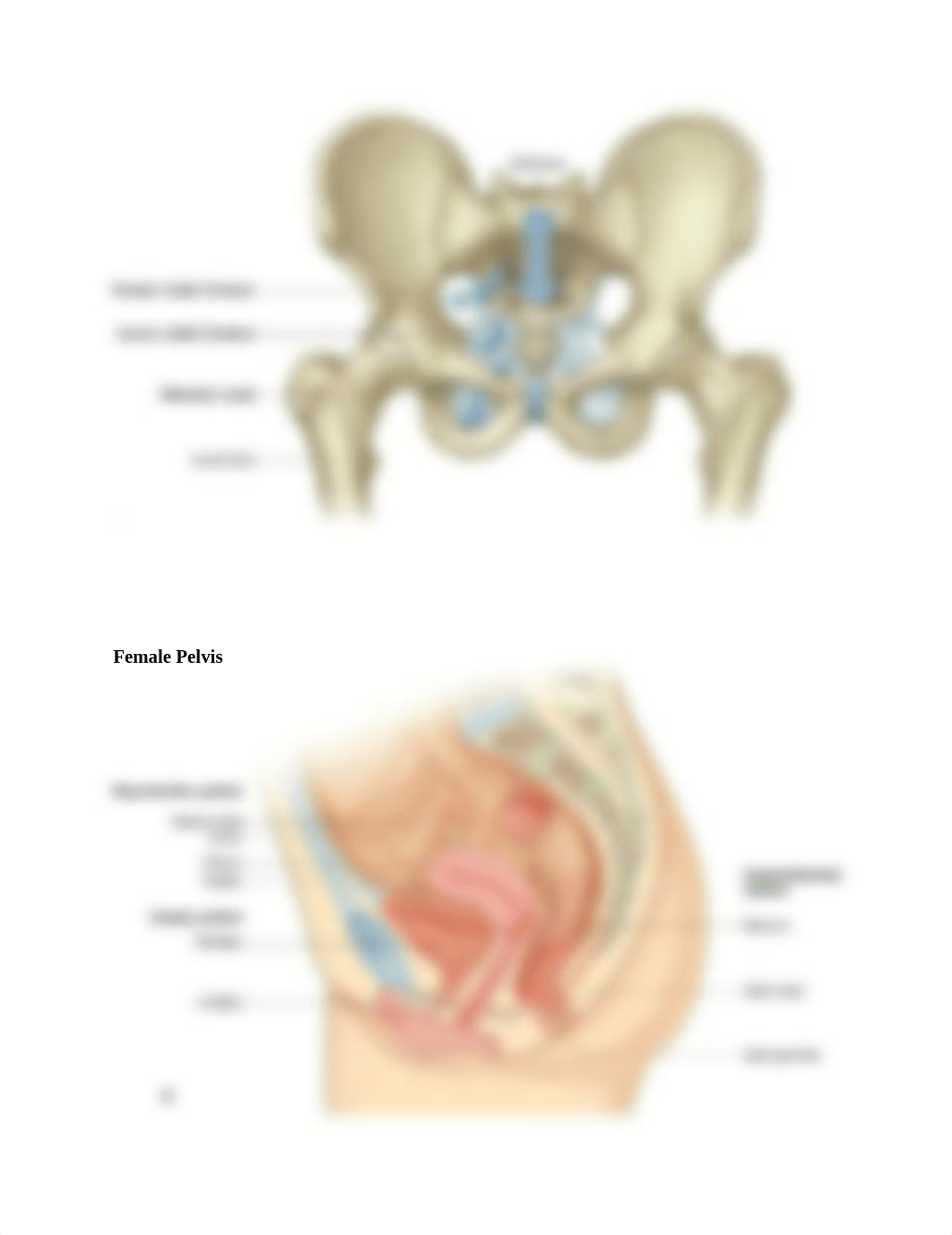 3. PELVIS & PERINEUM ANATOMY EXAM 2.docx_d1n7v4ptac7_page3