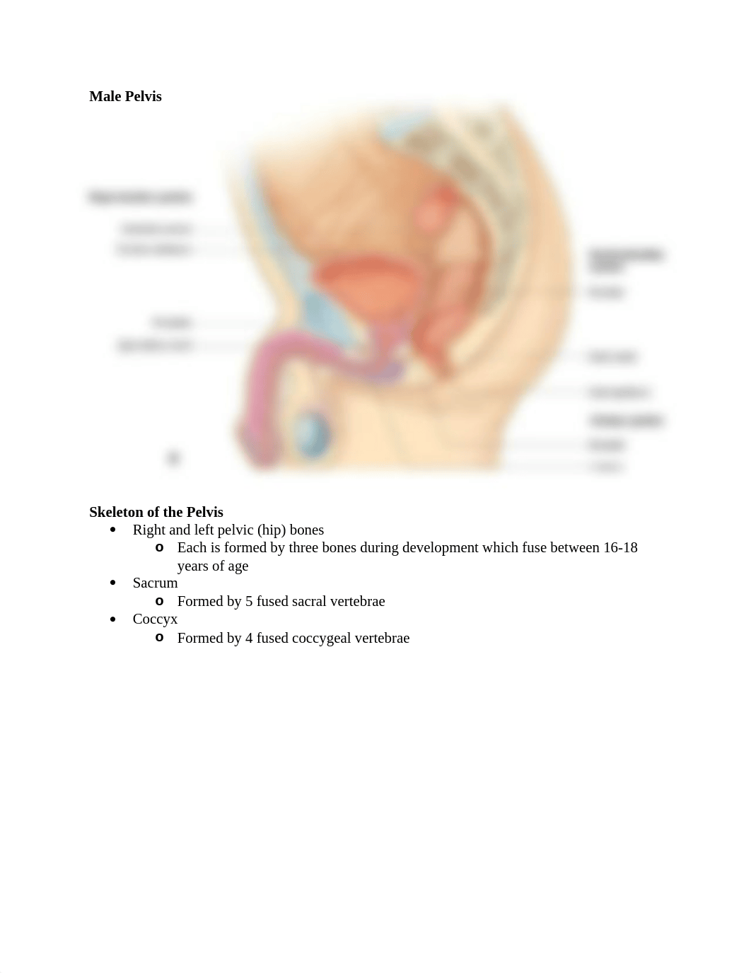 3. PELVIS & PERINEUM ANATOMY EXAM 2.docx_d1n7v4ptac7_page4