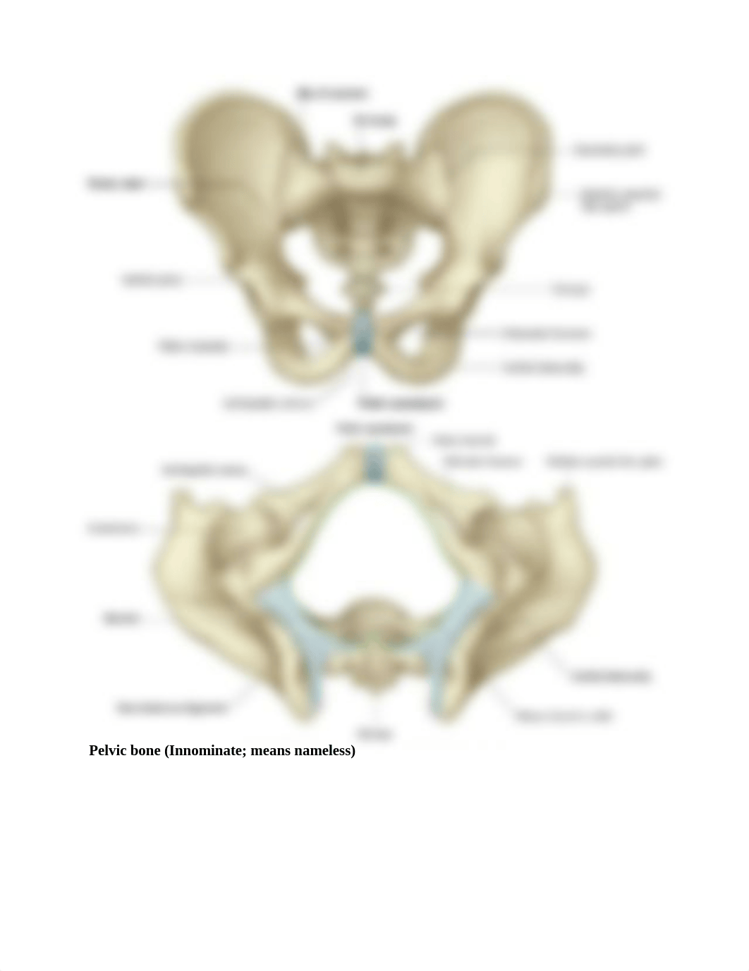 3. PELVIS & PERINEUM ANATOMY EXAM 2.docx_d1n7v4ptac7_page5