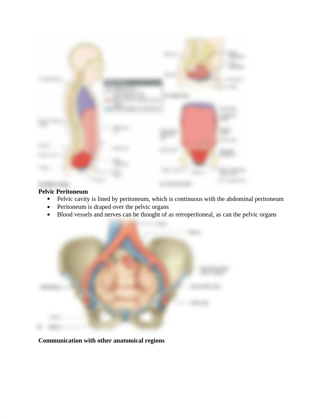 3. PELVIS & PERINEUM ANATOMY EXAM 2.docx_d1n7v4ptac7_page2