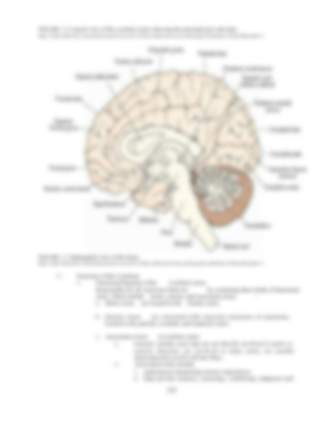 AP1-Lab11-Brain-and-Cranial-Nerves-FA2021(2).docx_d1nfhz70ym8_page4