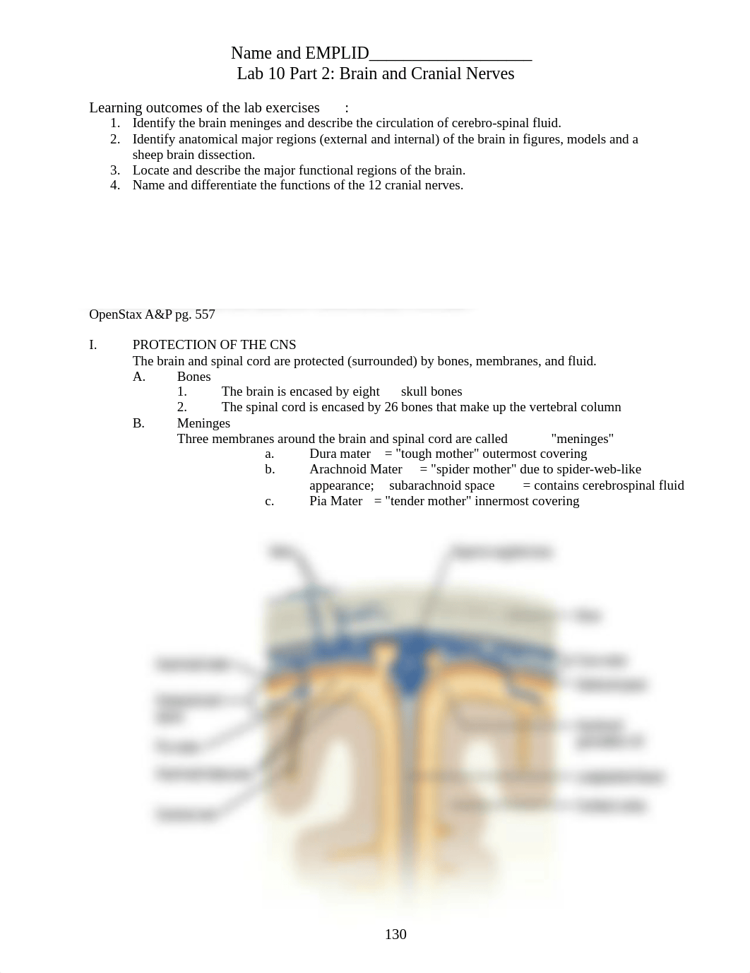 AP1-Lab11-Brain-and-Cranial-Nerves-FA2021(2).docx_d1nfhz70ym8_page1