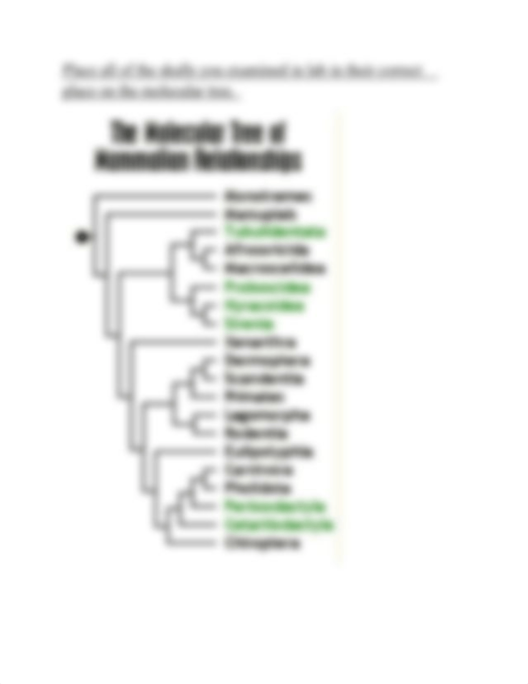 Convergent Evolution Questions for Lab Submission.docx_d1nqbklrqll_page4