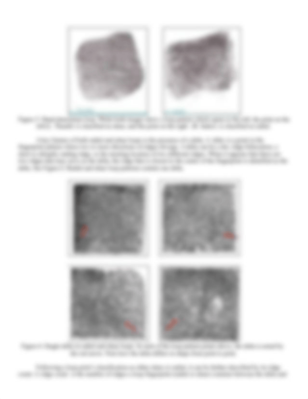 Lab Activity Fingerprints.pdf_d1o0fyt20oe_page3