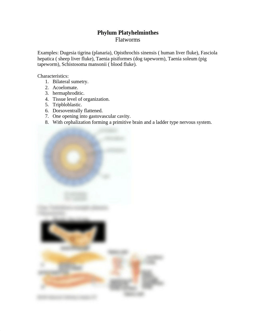 Phylum Platyhelminthes_d1o2sgkrakb_page1