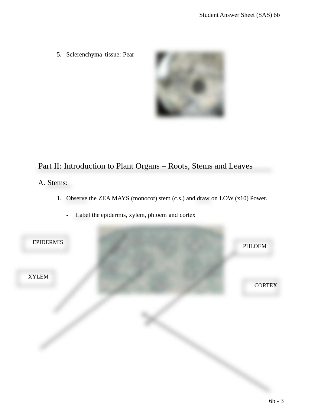 Lab 6b Plant Tissues.docx_d1opepusqgp_page3