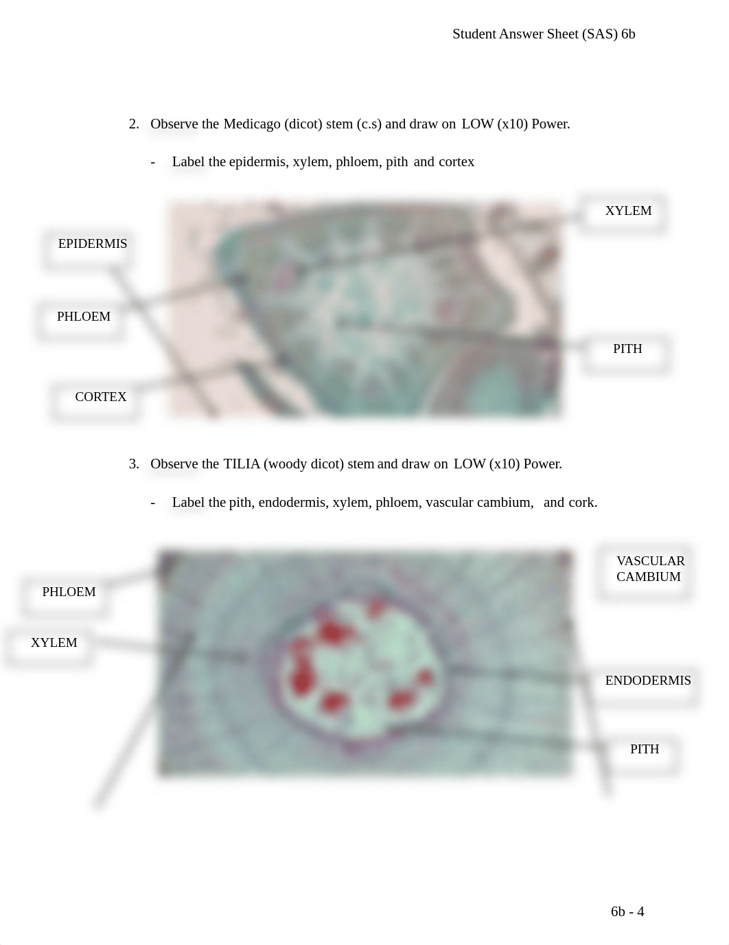 Lab 6b Plant Tissues.docx_d1opepusqgp_page4