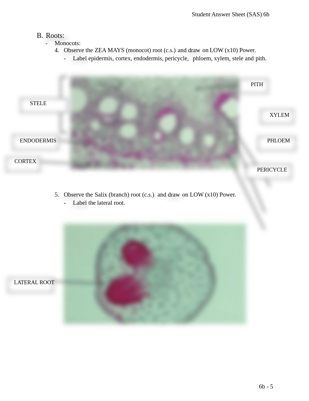 Lab 6b Plant Tissues.docx_d1opepusqgp_page5