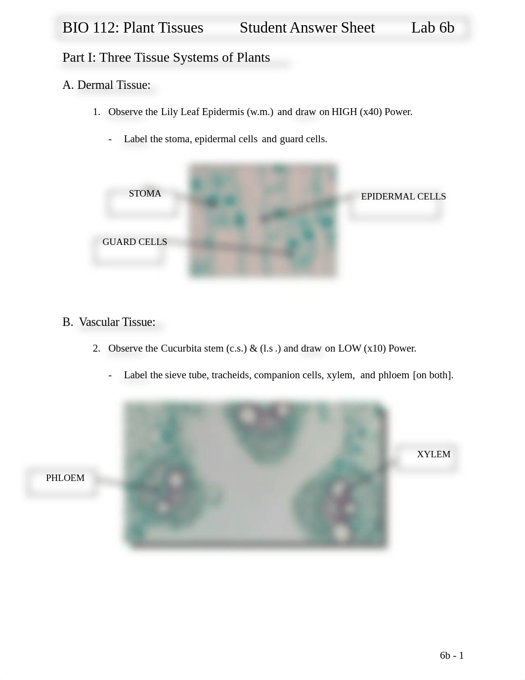 Lab 6b Plant Tissues.docx_d1opepusqgp_page1