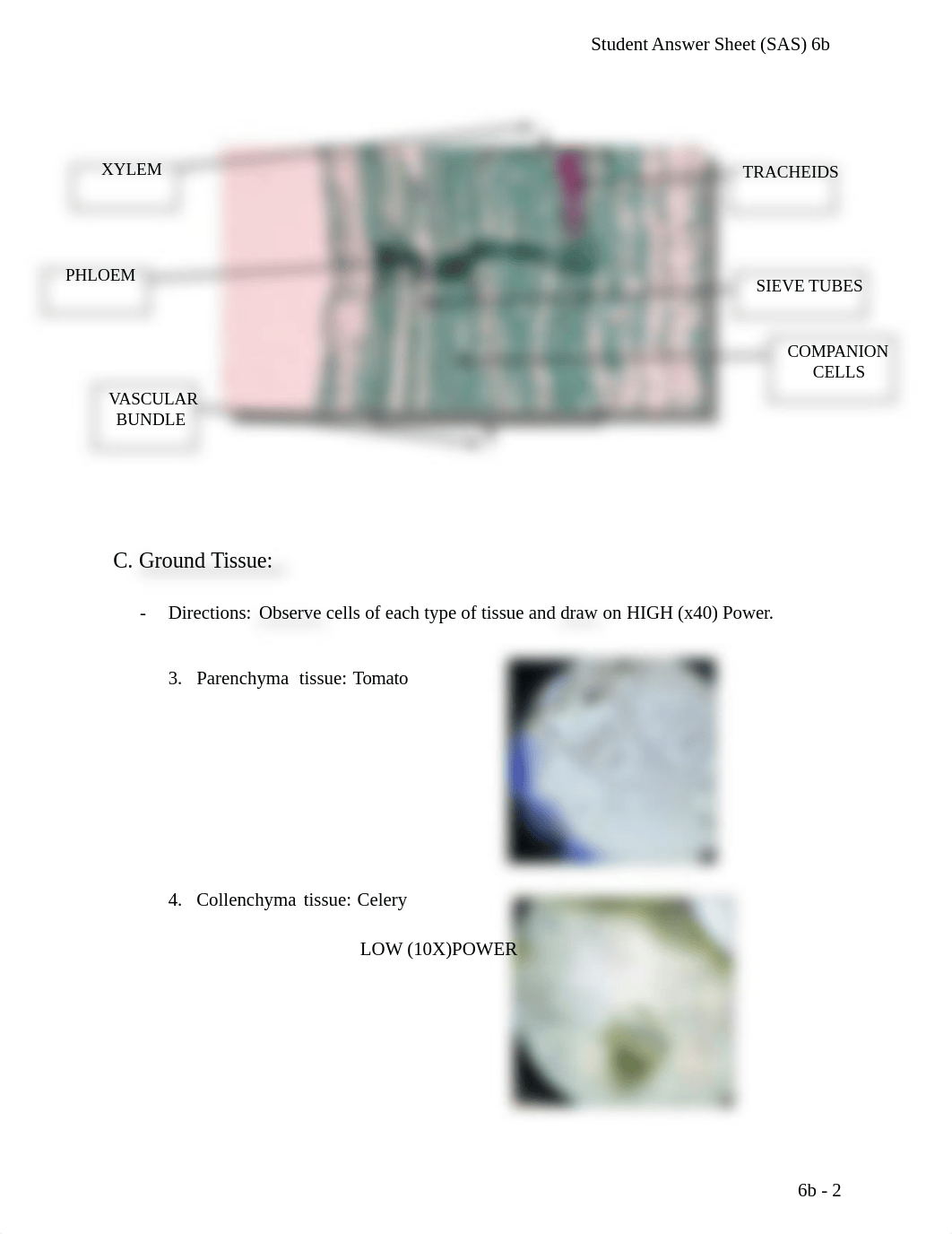 Lab 6b Plant Tissues.docx_d1opepusqgp_page2