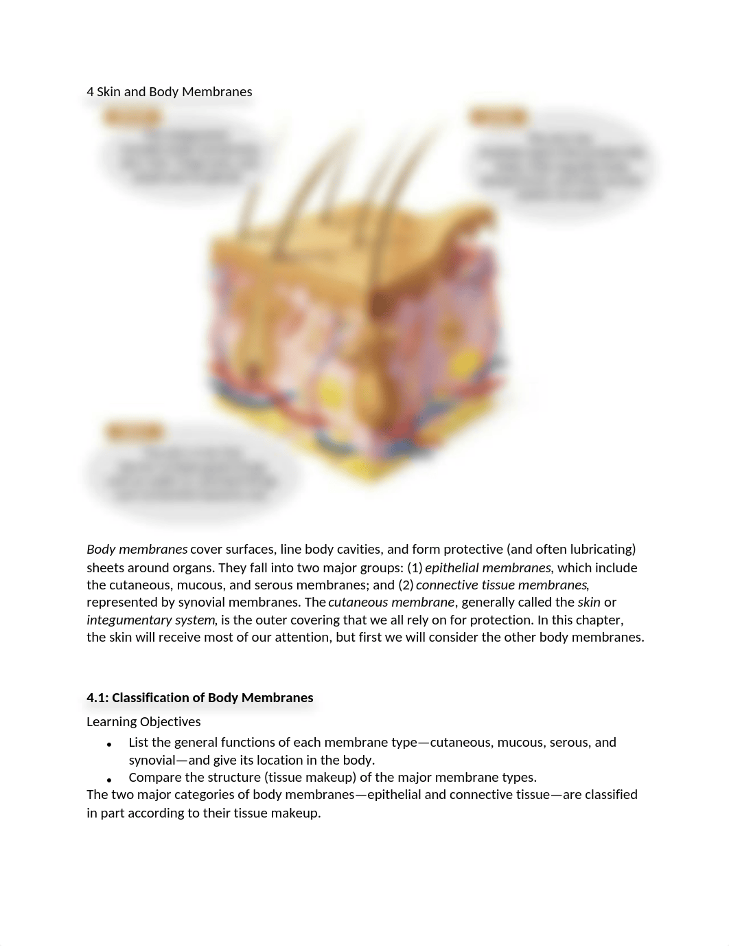 4 Skin and Body Membranes a and p.docx_d1opewwoilh_page1