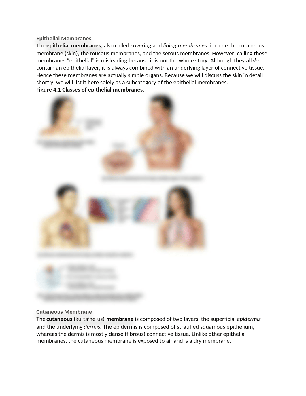 4 Skin and Body Membranes a and p.docx_d1opewwoilh_page2