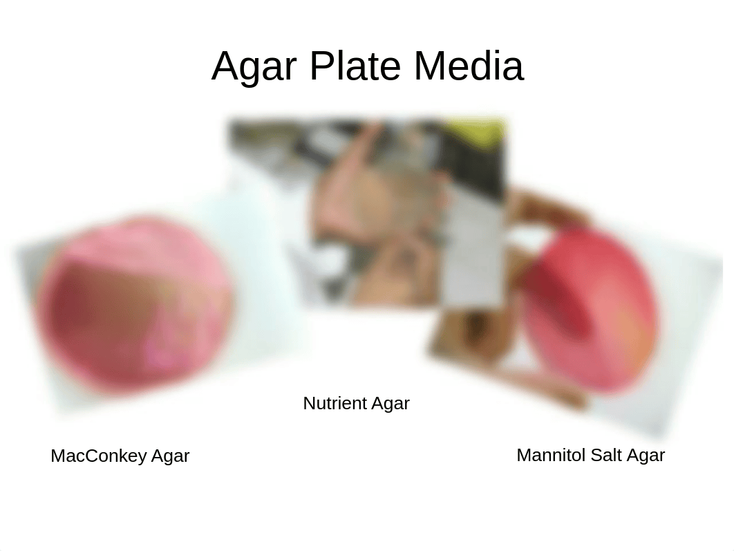 Agar Plate Media.ppt_d1ouk558kwm_page1