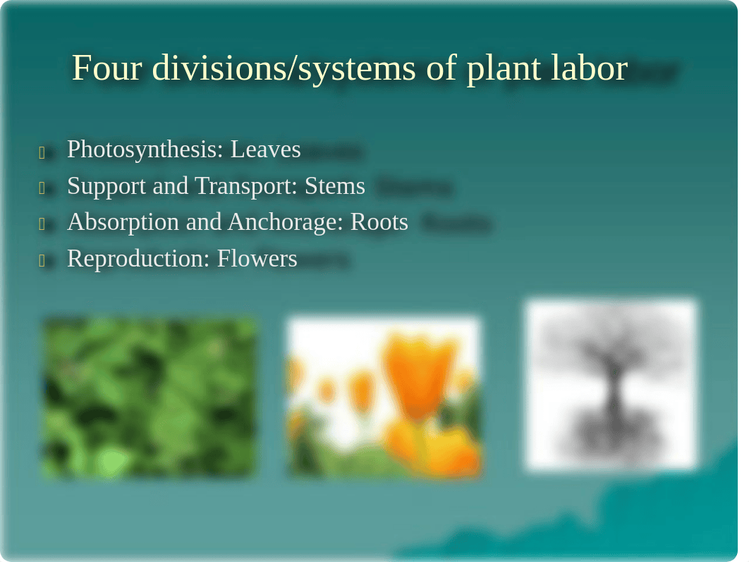 Plant Tissue and Organs - Lecture Material_d1p733l50iz_page2