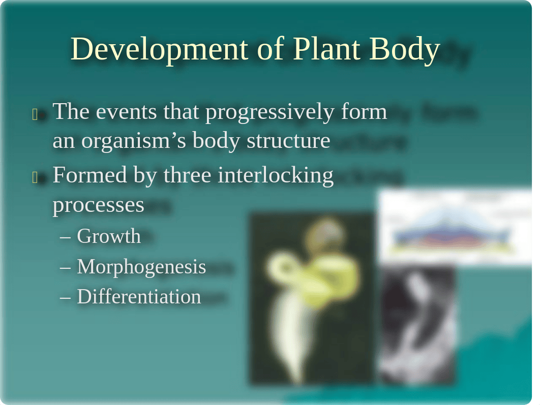 Plant Tissue and Organs - Lecture Material_d1p733l50iz_page4