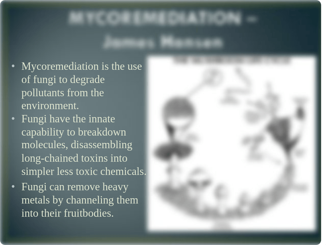 Mycoremediation by James Hansen (1).pdf_d1q2rcniocj_page1