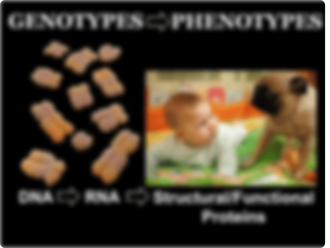 Gene physiology, 2019 REVISED(1).pptx_d1q6te4rrgh_page5