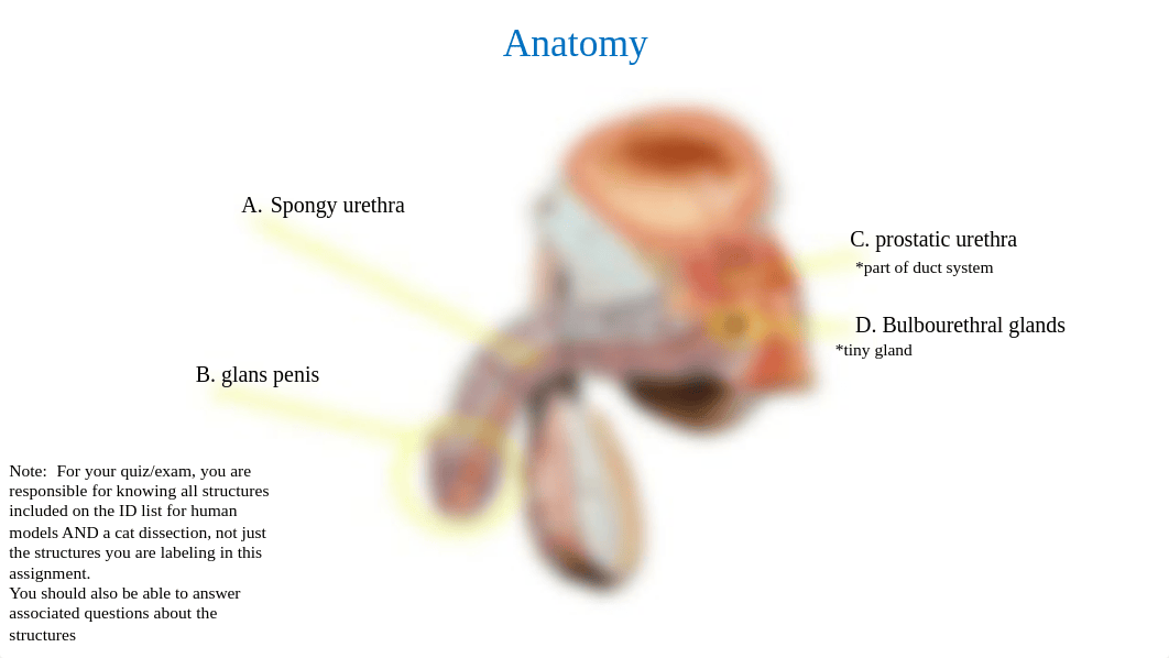 Reproductive System Assignment_rosecharles.pptx_d1rv1czlv11_page1