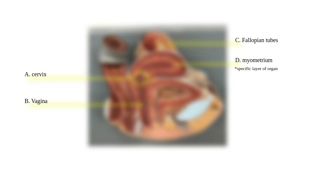 Reproductive System Assignment_rosecharles.pptx_d1rv1czlv11_page5