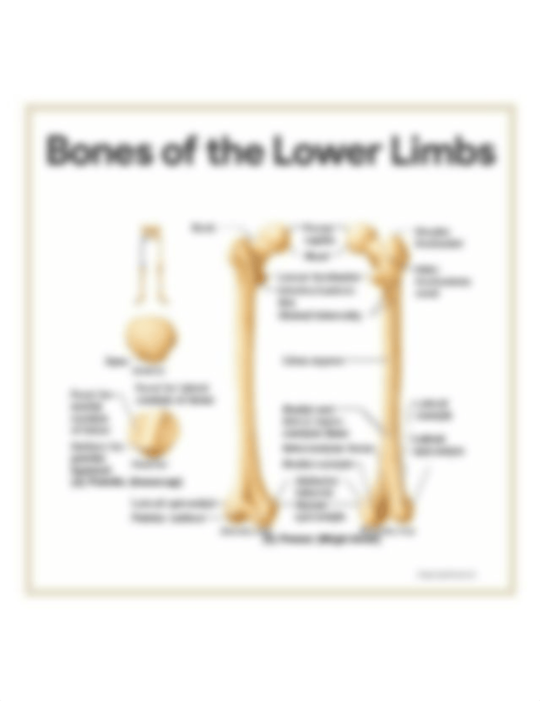 Bones-of-the-Lower-Limbs-Skeletal-System-Anatomy-and-Physiology-for-Nurses.jpg_d1sh4vm0f6k_page1