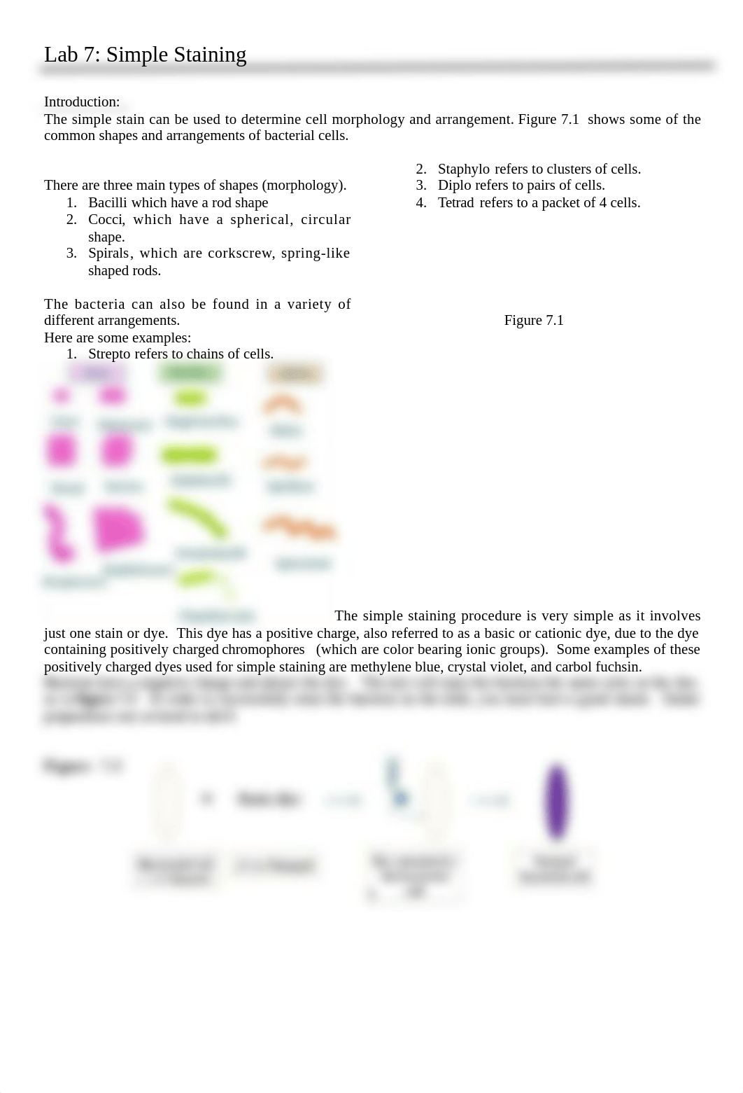 Lab 7 Simple Staining.docx_d1t4n7vwnwl_page1