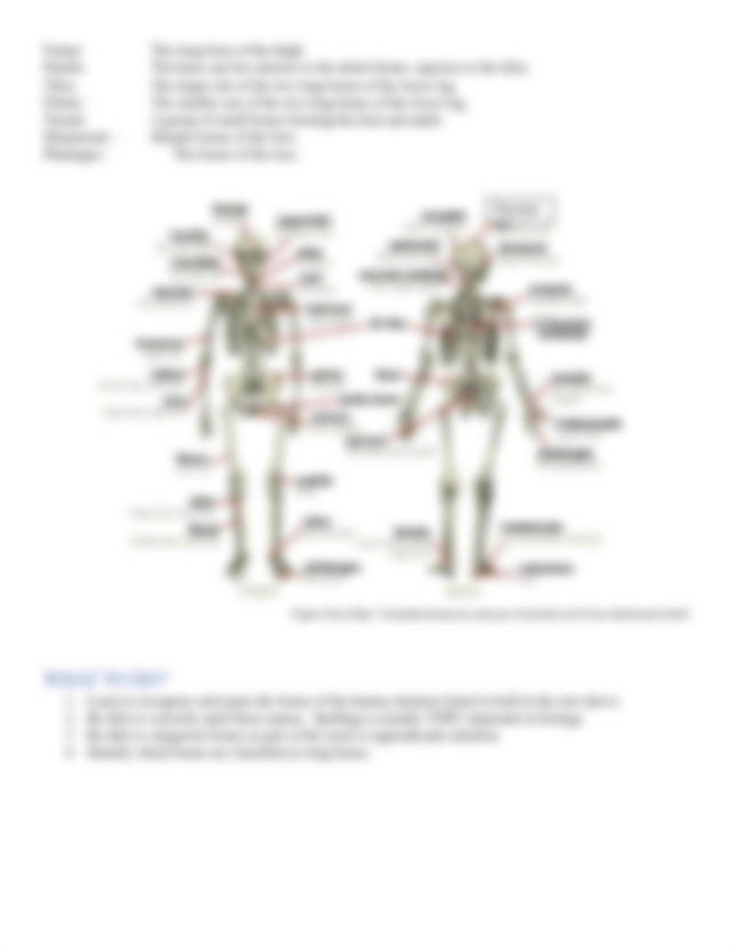 Lab 4 Skeletal System ANSWERS.docx_d1tqub3vmd0_page3