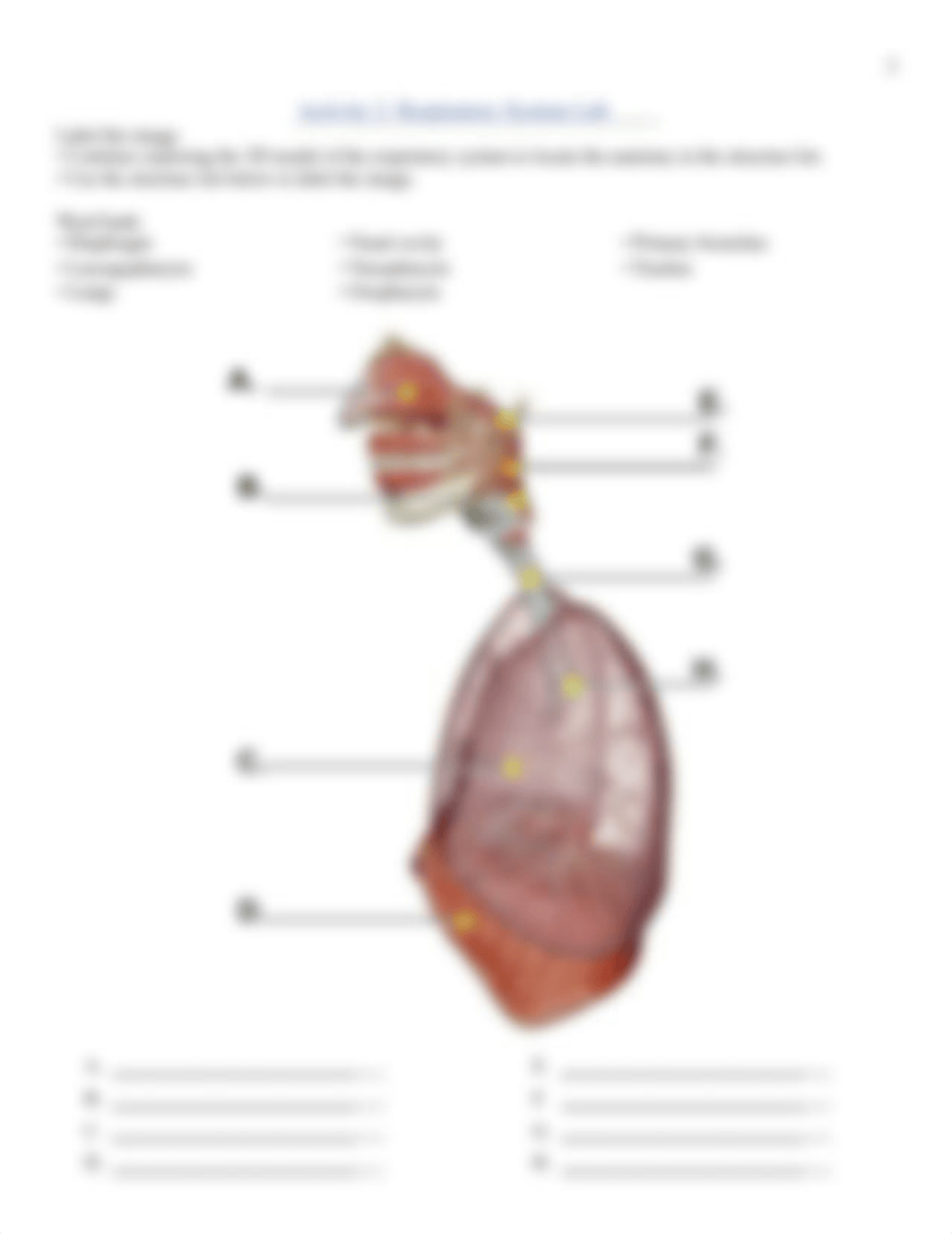 Lab 9 - Respiratory System (online).docx_d1u957tcrsy_page3