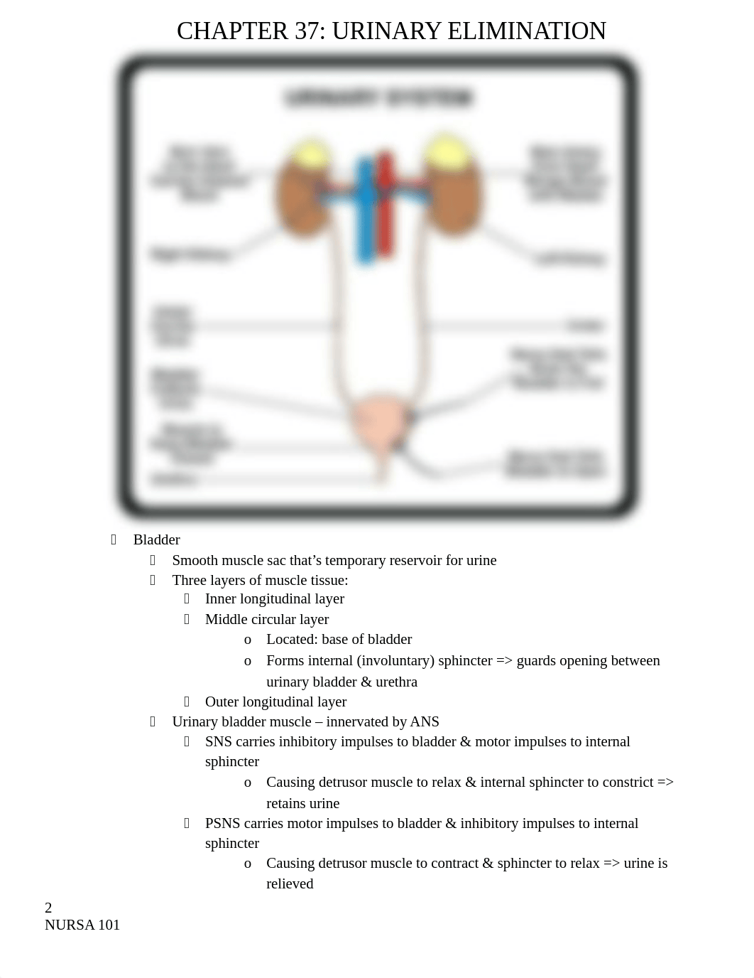 Ch. 37 Urinary Elimination.docx_d1u9v5xqjbh_page2