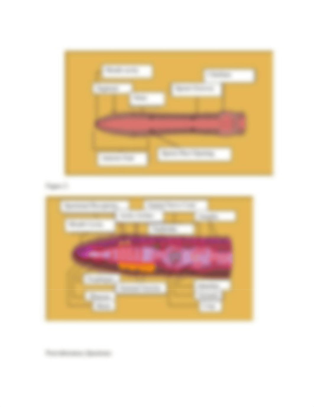 Chapter 28 Virtual Lab Report, Quiz, and Journal Questions (Earthworm Dissection).doc_d1udo99kmzu_page2