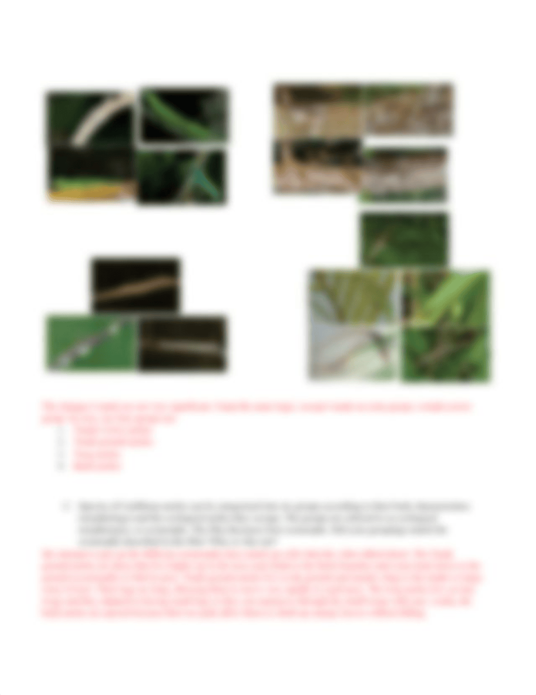 Lizard DNA Phylogeny Student Handout.docx_d1ug0ehb11r_page3