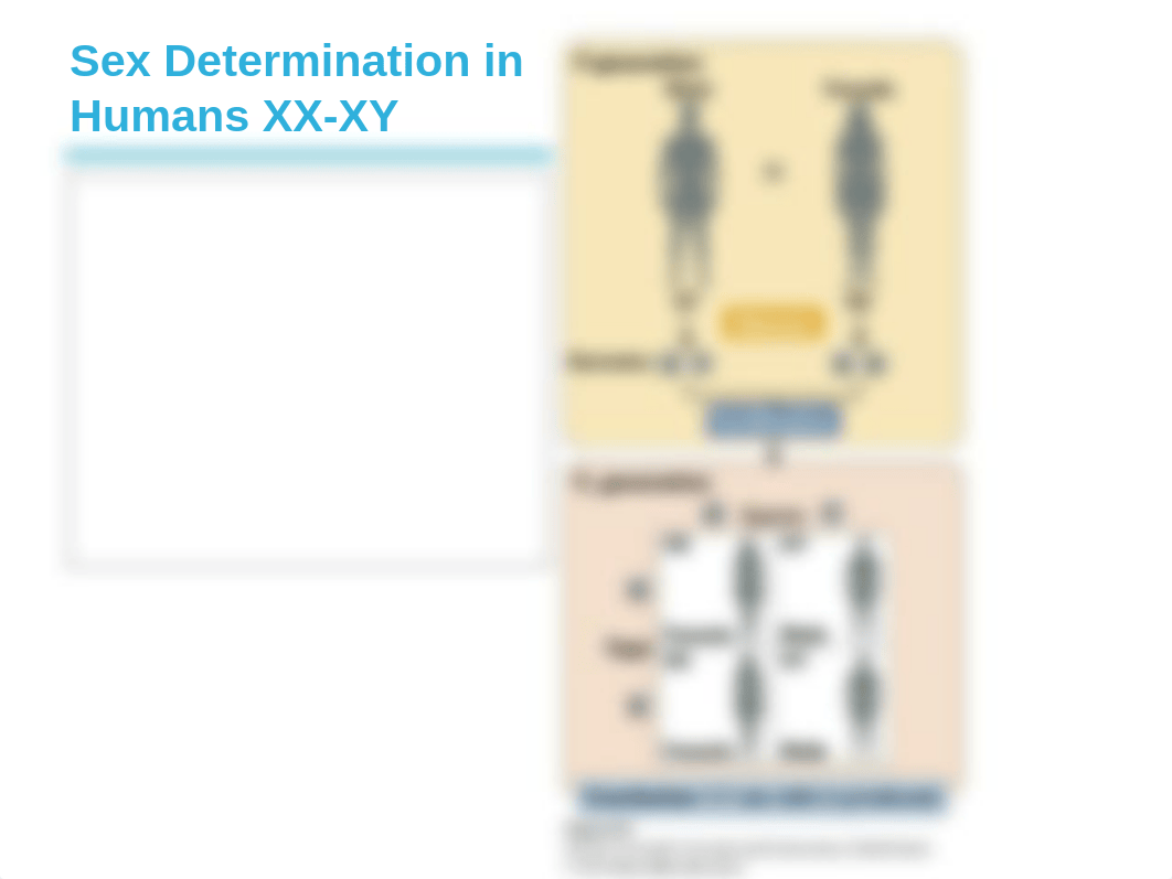 1-27 Sex Linkage (5)_d1uj5ljt1ev_page3