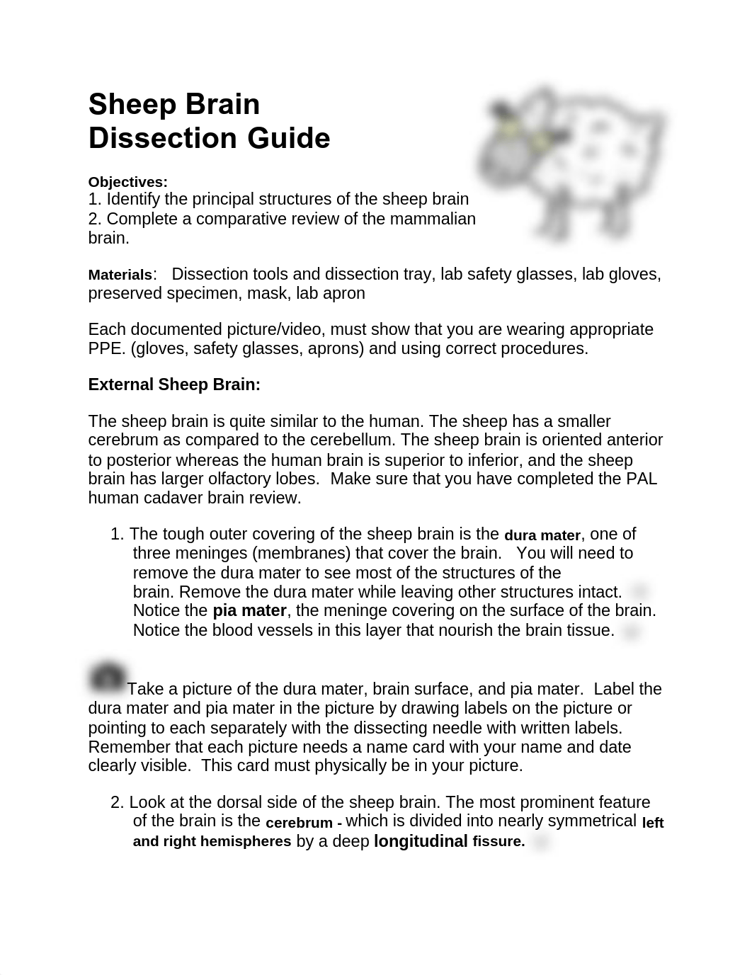 sheep brain dissection_BIO2514 SP2021.pdf_d1ule768lg0_page1