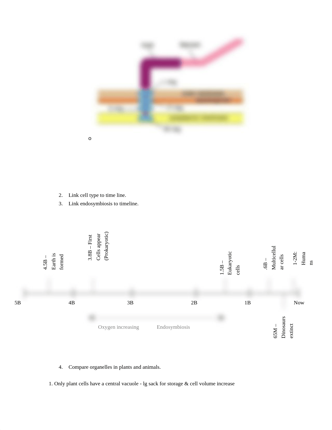 AP Bio Organelle Review_d1unrogkxvb_page2