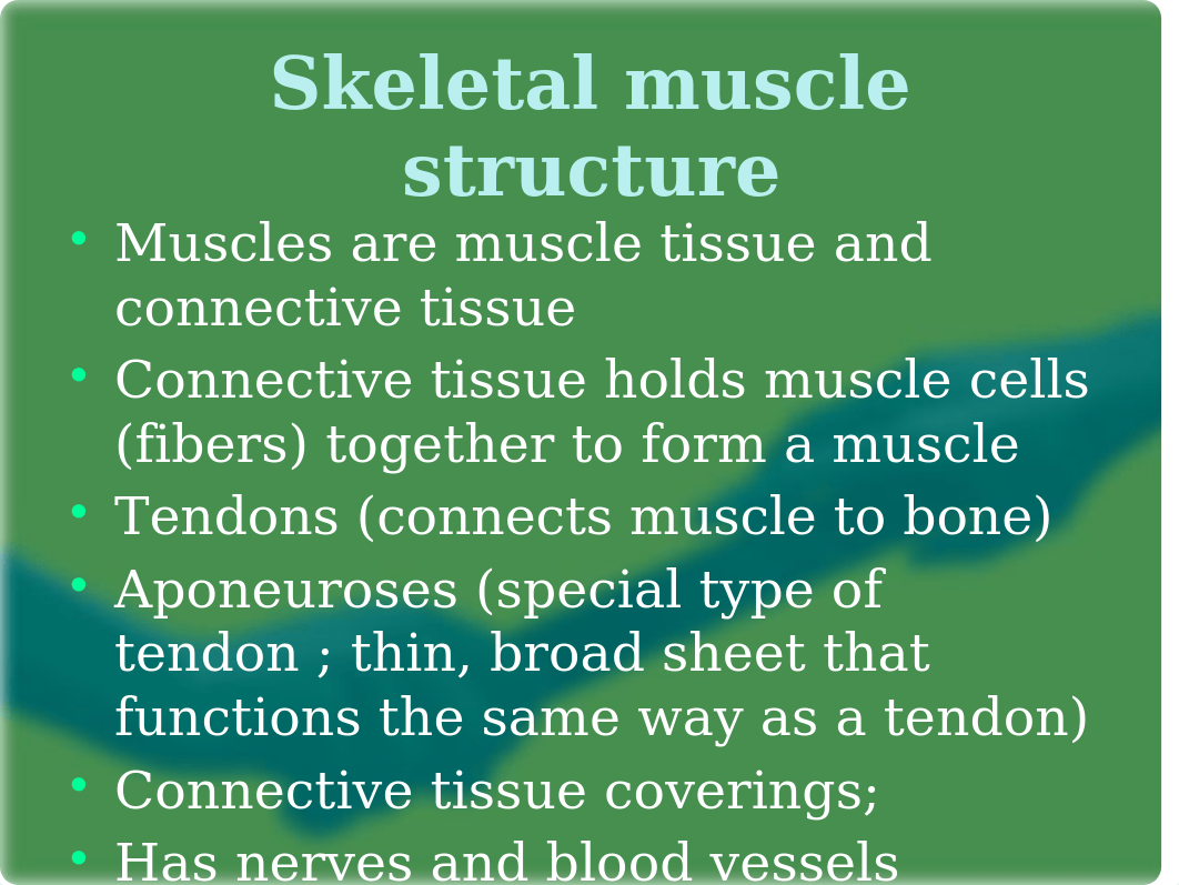 muscular system_d1uzyyxhoce_page4