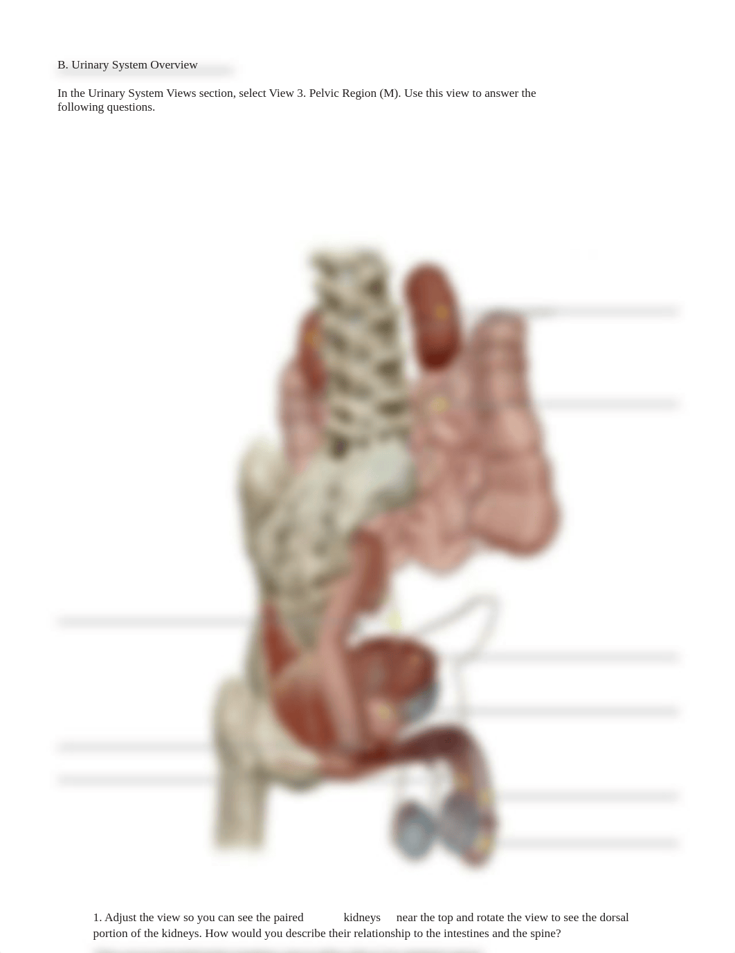 lab manual_urinary_atlas.pdf_d1vozapuh6i_page5