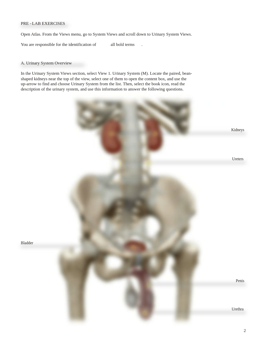 lab manual_urinary_atlas.pdf_d1vozapuh6i_page2