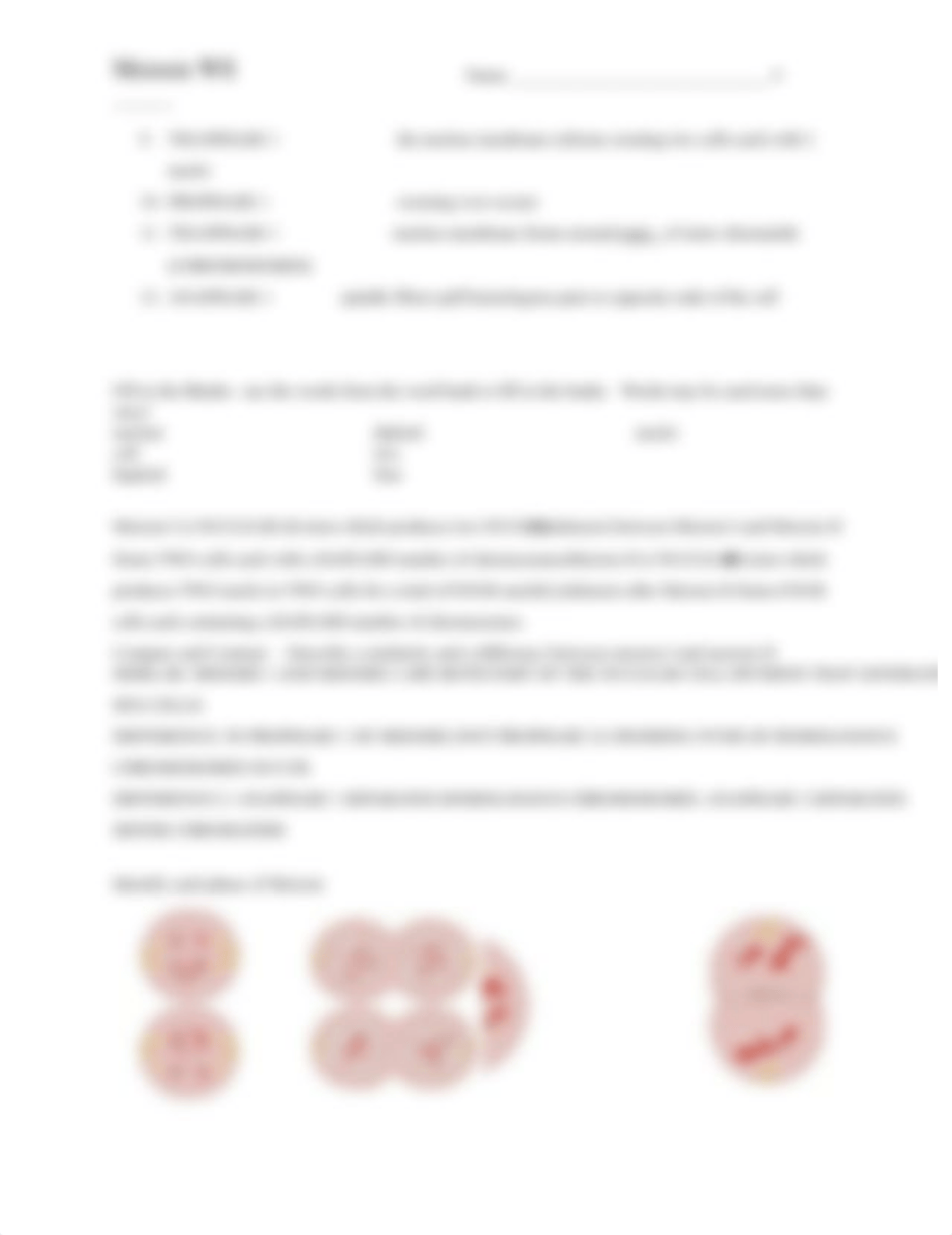 meiosis_worksheet-KEY-1owl3cr.doc_d1wermb0qlu_page2