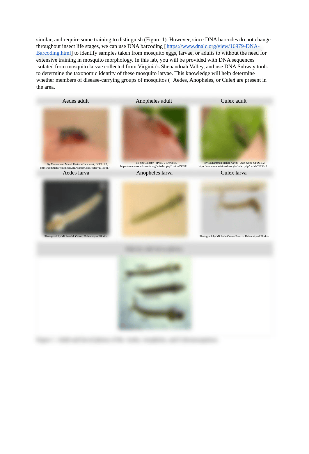 17192.using-dna-subway-to-analyze-sequence-barcodes-05182018-student.pdf_d1widgbfv2n_page2