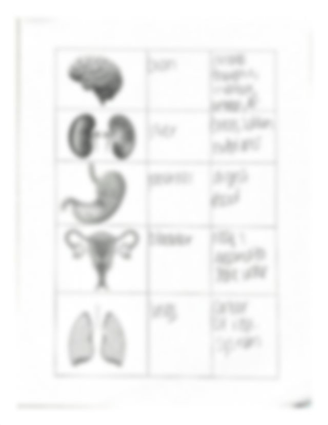 2. Identify the following structures on the above diagram of the fetal pig.pdf_d1wz825cpu8_page4