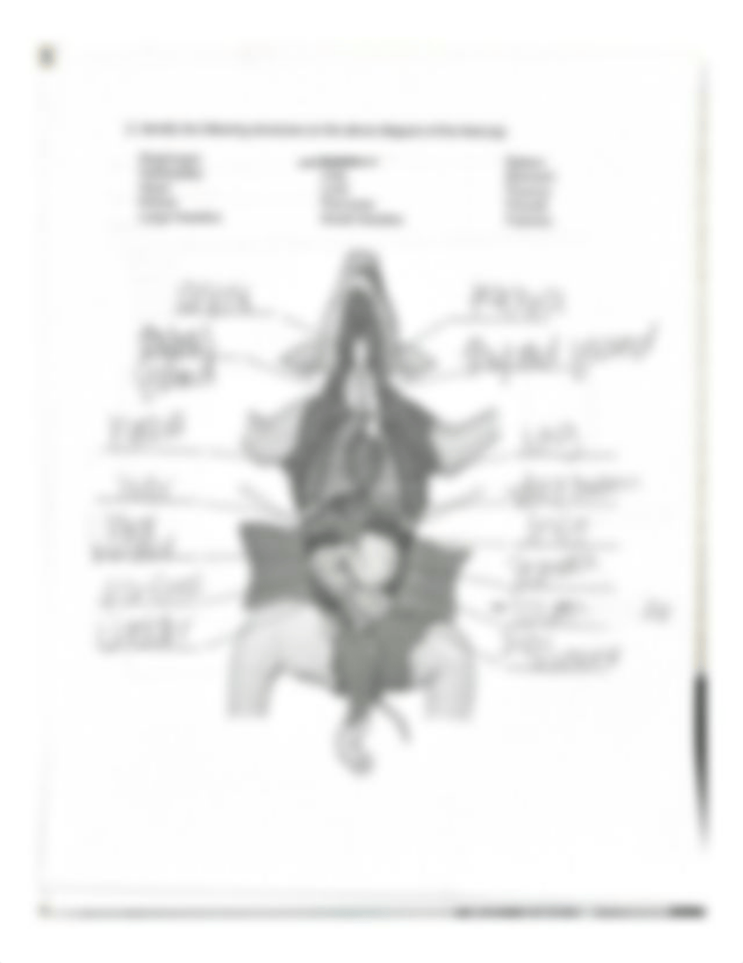 2. Identify the following structures on the above diagram of the fetal pig.pdf_d1wz825cpu8_page1