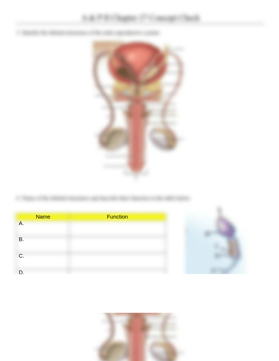 Chapter 27 Concept Check (A&P2) - The Male Reproductive System.doc_d1xi8p2pc53_page2