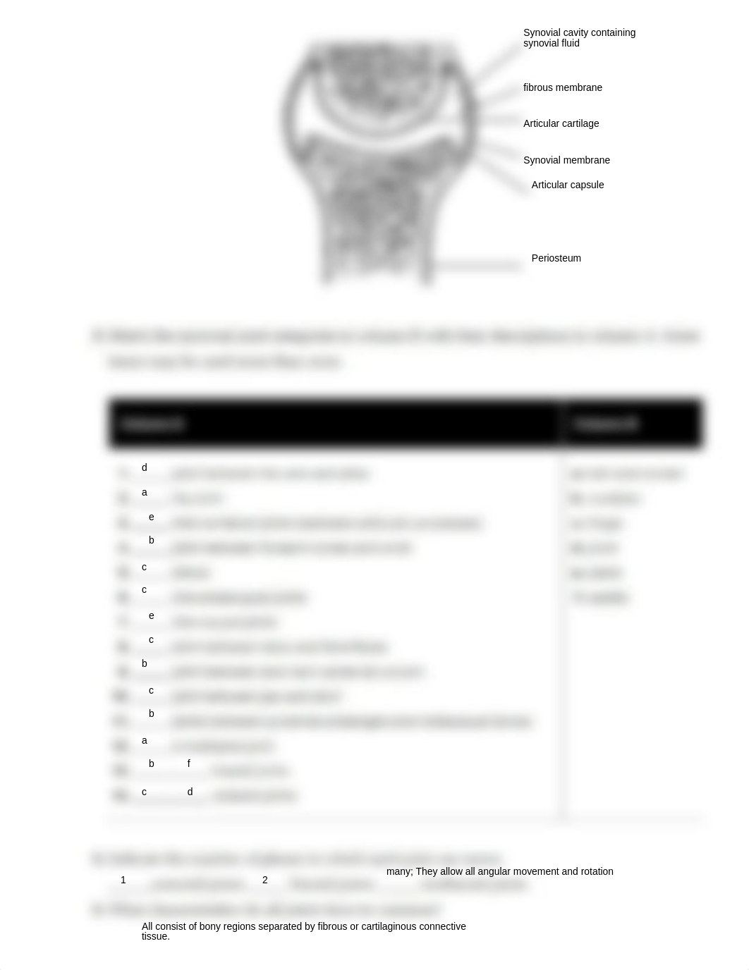 Ex11 Review sheet - Articulations and Body Movements (1).pdf_d1xjoulznv8_page2