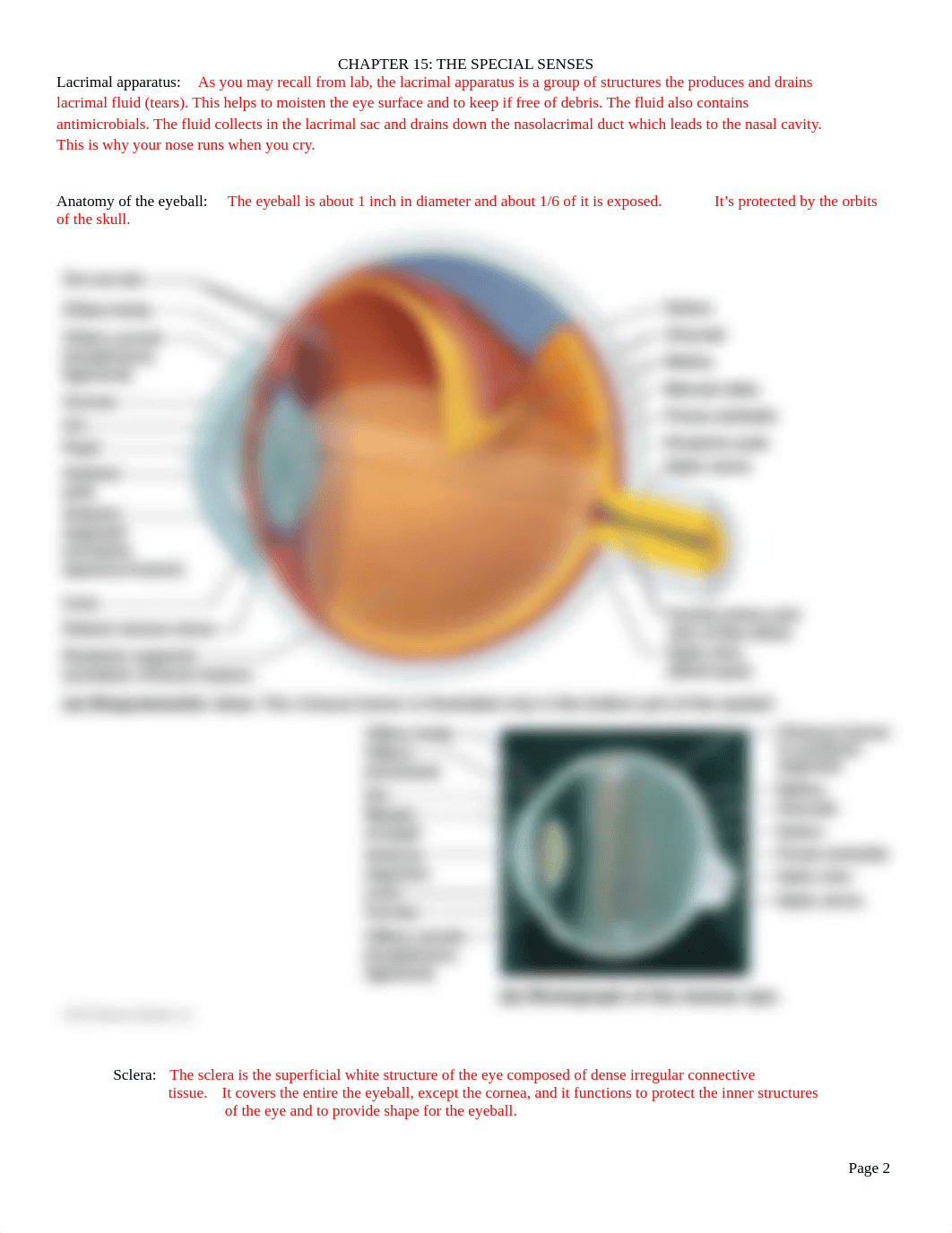 Ch. 15 Lecture Outline.docx_d1xw583jpji_page2