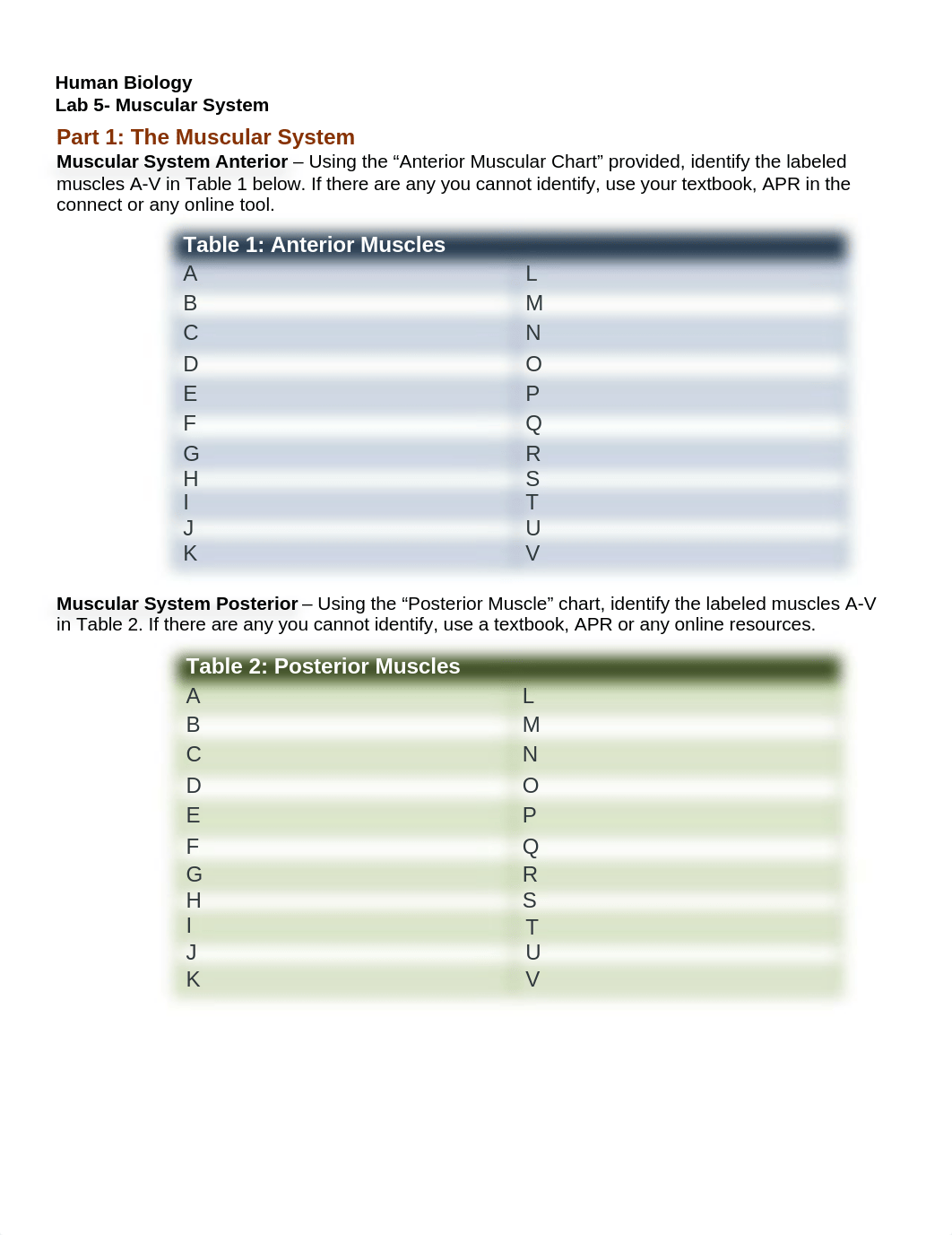 Lab 5-Muscular System.docx_d1ybmjn1vcg_page1