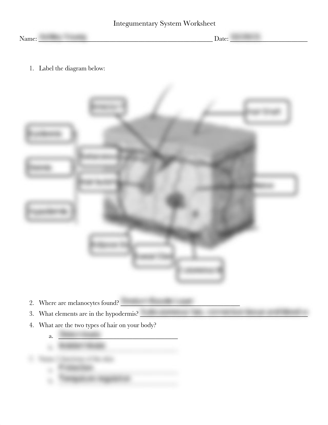 Young,Ashley_Integumentary System Worksheet.pdf_d1yg4fq9h0l_page1