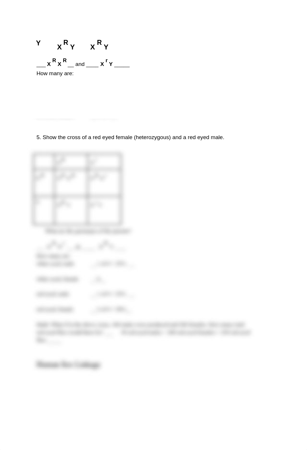 Copy of Sex Linked Traits Worksheet_d1yi0vtqvts_page3