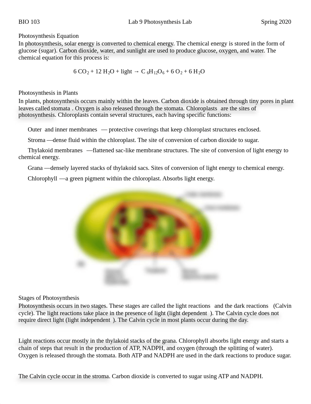 BIO 103 Lab 7 Photosynthesis Lab(1).pdf_d1yosnr35g3_page1