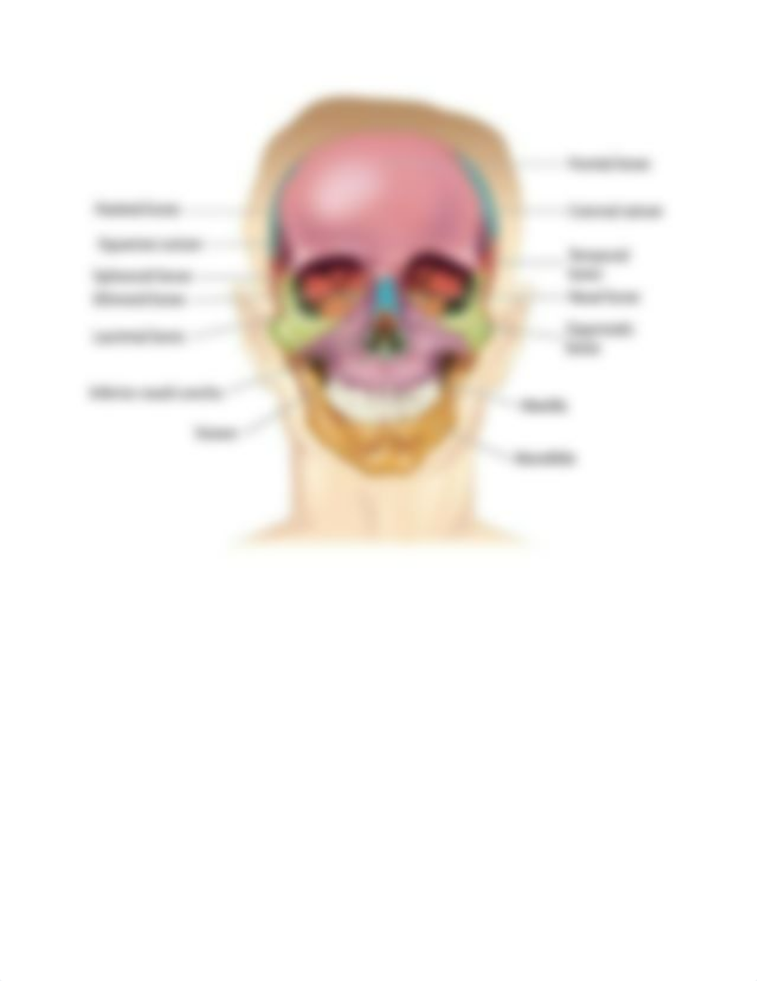 Bone markings Chapter 5.docx_d1yszt3le99_page5