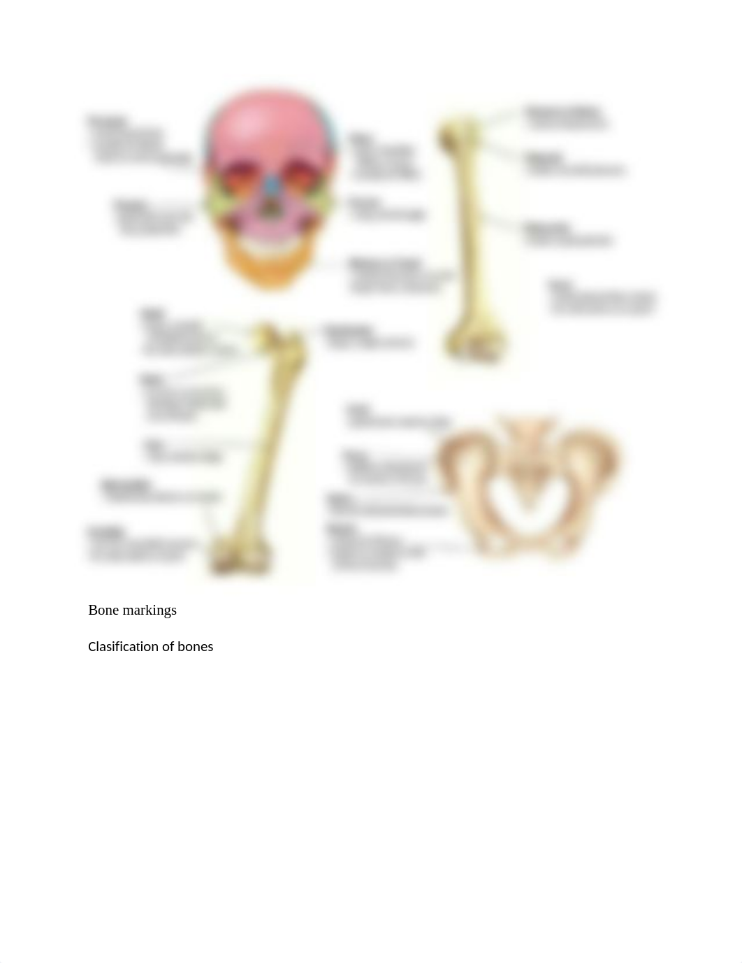 Bone markings Chapter 5.docx_d1yszt3le99_page1